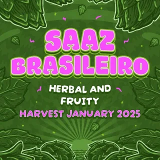 Lúpulo Saaz Brasileiro Start Hops pct 50g