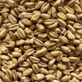 Malte Base Trigo Claro Nacional Agrária